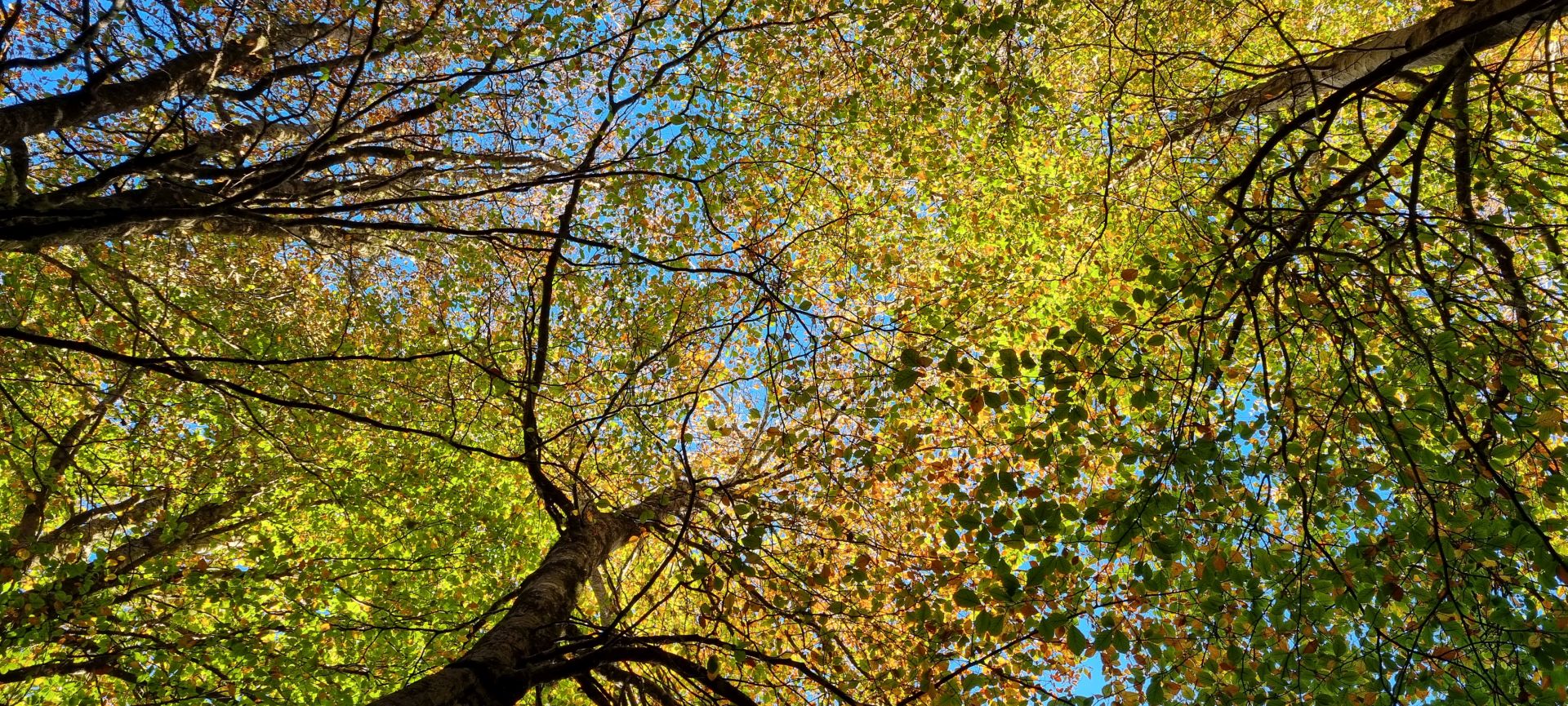 Beech trees in autumn dress