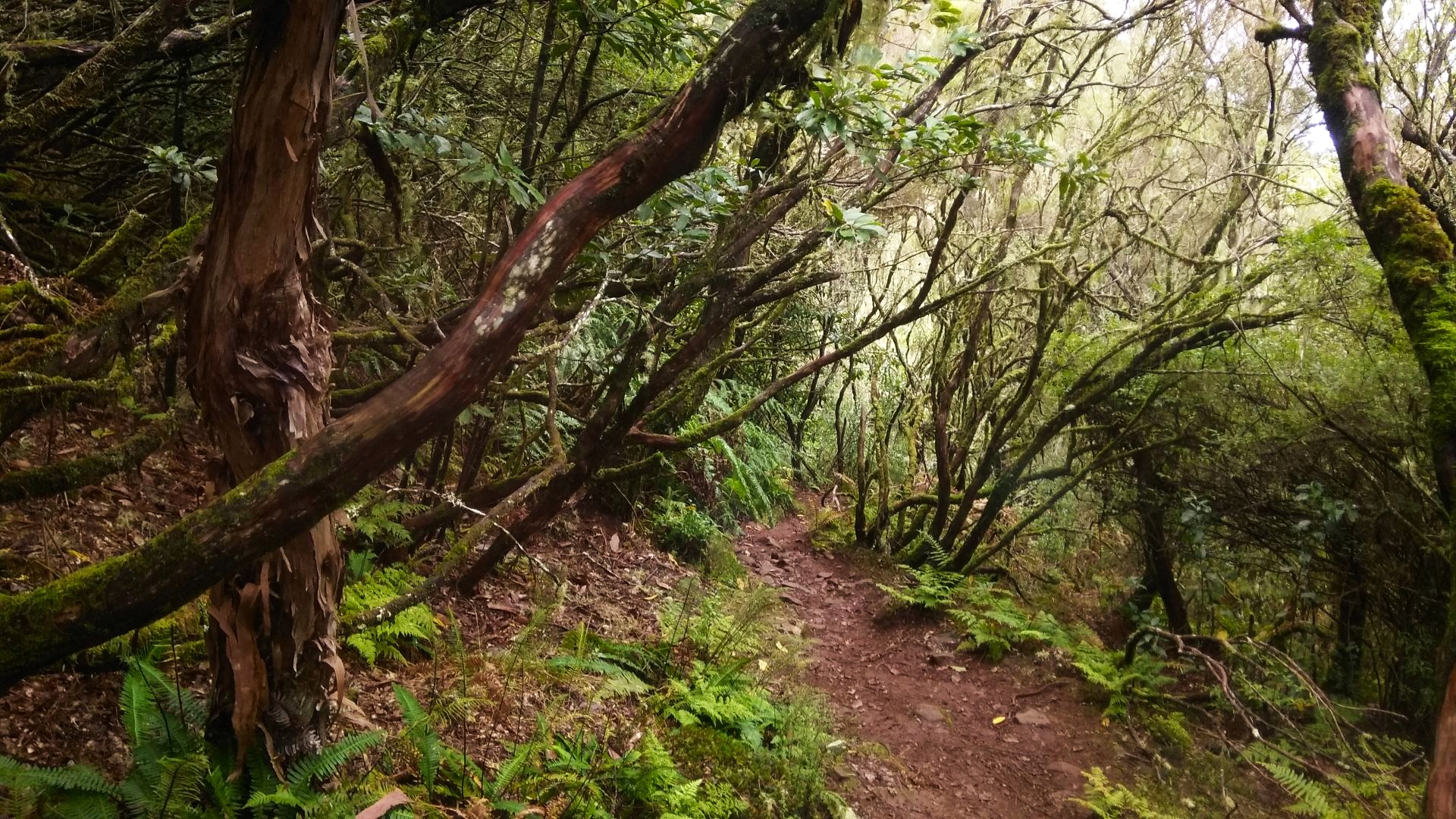 path through dense forest