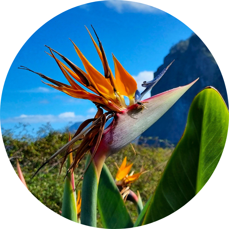 Guide of Madeira - Blog